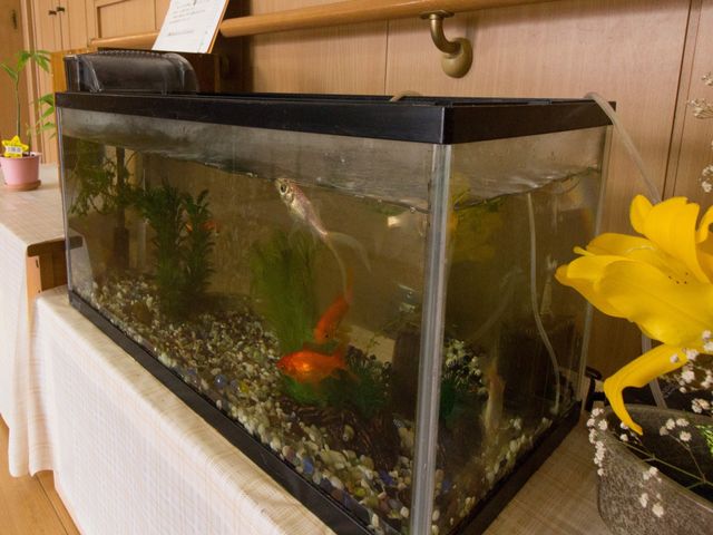 和室にある金魚の水槽
