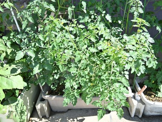鉢植えの野菜が並ぶ庭  
