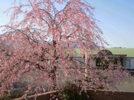 満開の桜と建物外観  