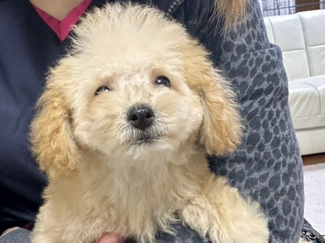 スタッフイメージ スタッフイメージ ふわふわの子犬がスタッフに抱かれ、温かい雰囲気を感じられる場面です。スタッフとペットの穏やかな時間を表現しています。