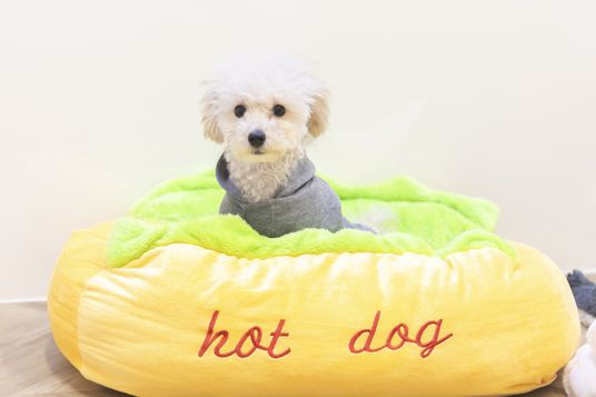 犬のいる室内