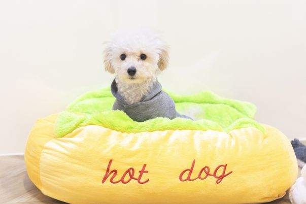 犬のいる室内