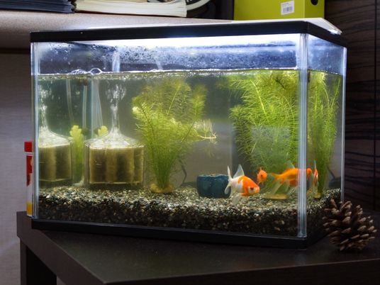 金魚が泳ぐ水槽