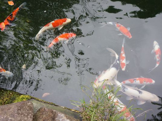 錦鯉が泳ぐ中庭の池