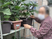 植物の手入れをする人