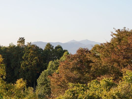 緑豊かな景色の中庭