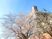 桜が咲く建物の外観