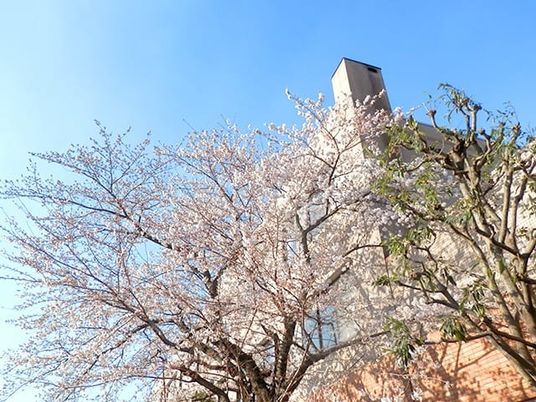 桜が咲く建物の外観