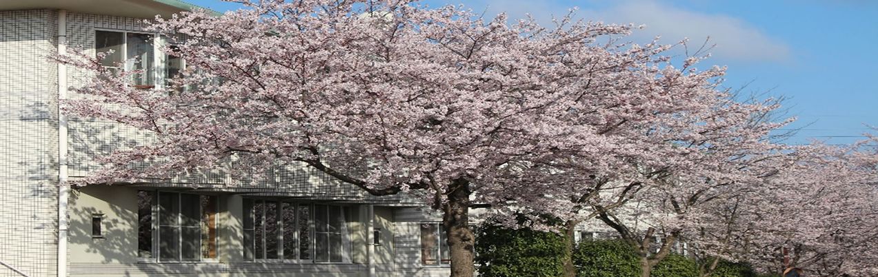 桜が咲く建物前景