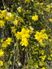 色とりどりの花々