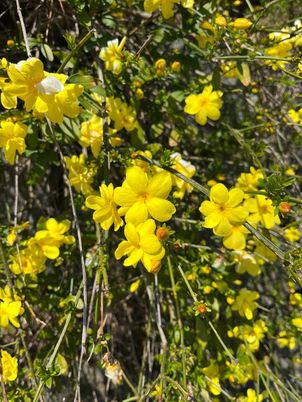 色とりどりの花々