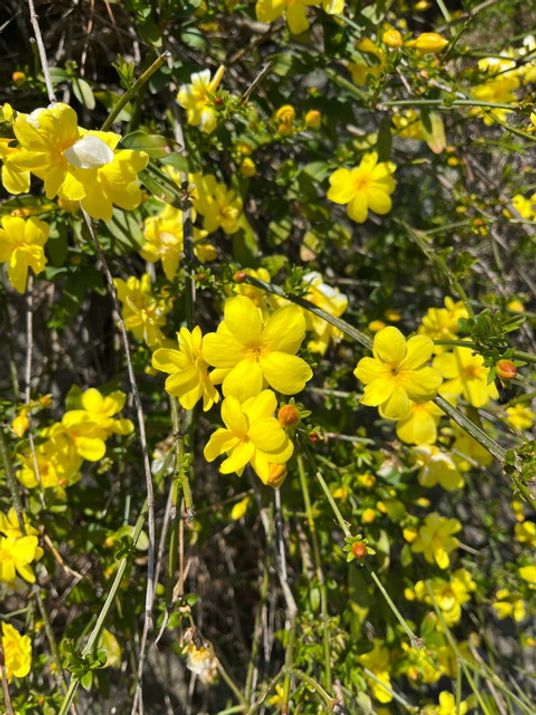 色とりどりの花々
