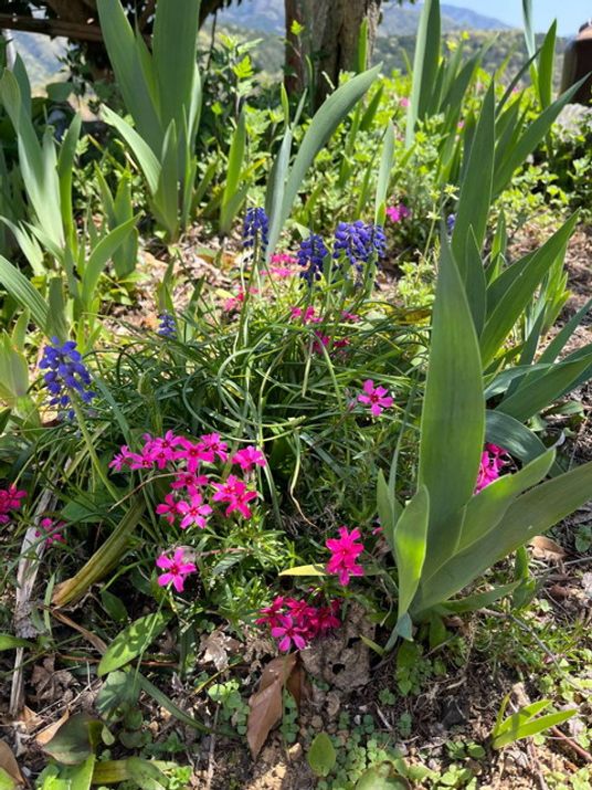 色とりどりの花壇