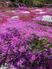 色とりどりの花の庭