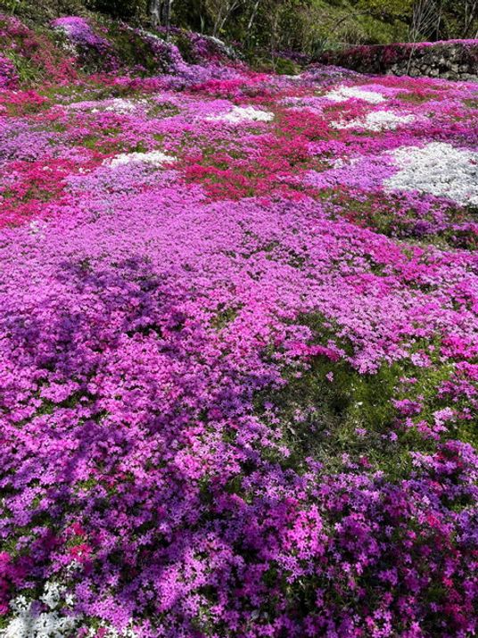 色とりどりの花の庭