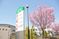 施設の看板と桜