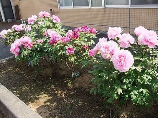 花壇のある庭  