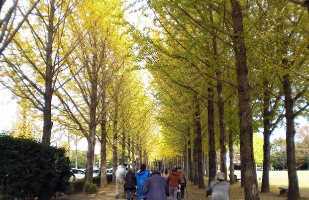 木々が並ぶ散策路