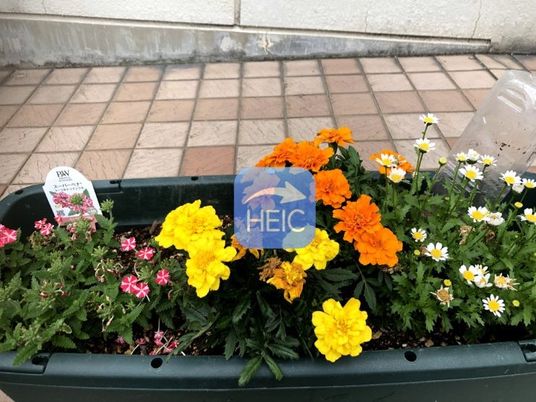 花壇のある庭  