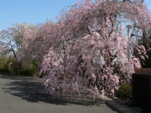 松寿園リハビリ ケアセンターの外観