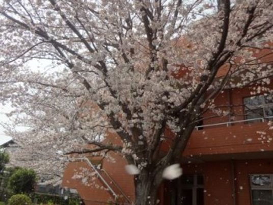 桜の見える外観  