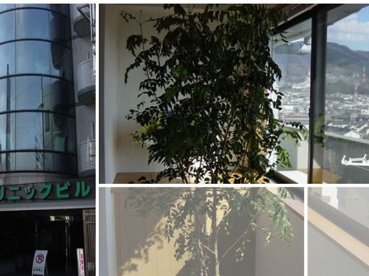 窓辺の観葉植物のあるロビー  
