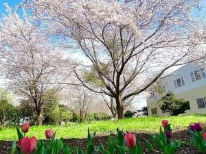 桜と建物の庭  