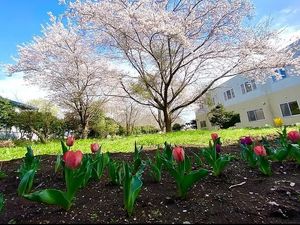 桜が咲く庭園の庭  