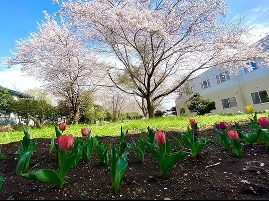 桜と花壇の庭  