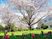 桜の咲く庭  
