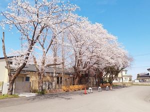 桜並木の外観  