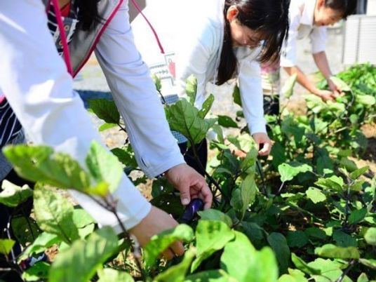 野菜を収穫する様子