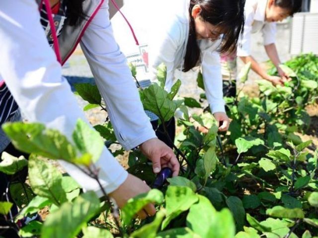 野菜を収穫する様子