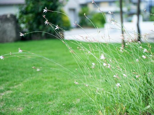 緑の庭の花壇  