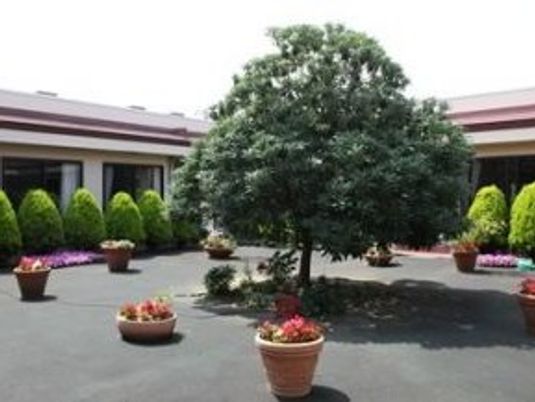 中庭の植栽と木  