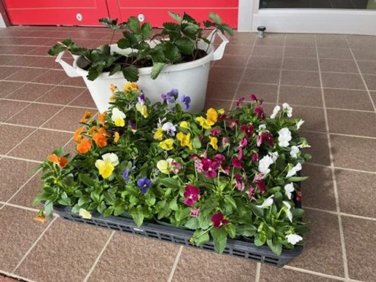 色とりどりの花が並ぶ玄関前  