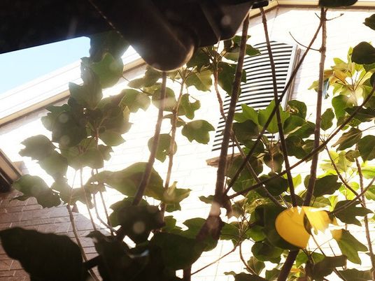 中庭の植栽  