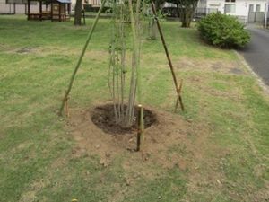支柱付きの木がある庭  