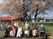 屋外の桜