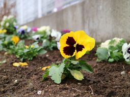 黄色い花が咲く庭