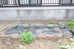 植物が育つ中庭