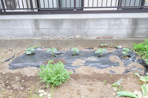 植物が育つ中庭