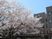 桜と建物の外観  