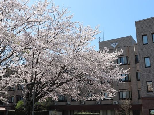 桜と建物の外観  