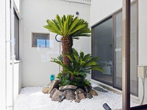 中庭のヤシの木  