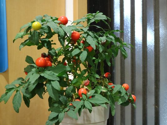 赤い実の観葉植物