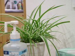 緑豊かな植物と消毒液