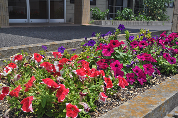 色鮮やかな花壇