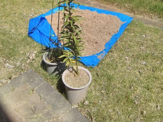 植木鉢のある庭  