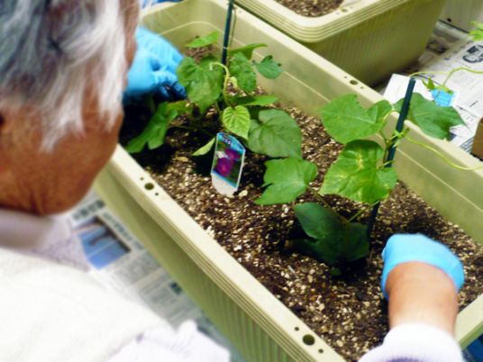 植物を世話する様子
